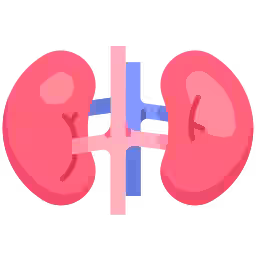 Kidney