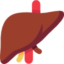 Liver