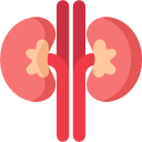 Kidney